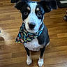 Mylo is registered to the contest to win money with this photo: animal, bandana, black_and_white, black_fur, close_up, collar, colorful, cute, dog, floppy_ears, hardwood_floor, home, indoors, looking_at_camera, pet, portrait, puppy, sitting, white_paws, wooden_floor