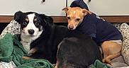 Mylo is registered to the contest to win money with this photo: animal_portrait, black_and_white_dog, black_dog, companionship, cozy, cuddle_pile, cute, dogs, front_facing, green_blanket, group_portrait, home, indoors, lying_down, navy_clothing, patterned_bedding, pet_bed, puppies, sitting, tan_dog