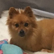 Riley joined the competition — help win amazing prizes! animal, bed, black_nose, blanket, blurred, brown_fur, close_up, colorful_toy, cozy, cute, dark_eyes, dog, fluffy, indoor, pet, pointed_ears, portrait, puppy, small_dog, toy