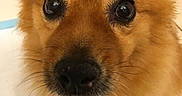 Riley joined the competition — help win amazing prizes! adorable, blanket, brown, close_up, cute, dog, eyes, face, fluffy, fur, golden, indoors, nose, paws, pet, photography, portrait, puppy, staring, whiskers