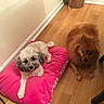 animal_portrait, basket, brown_dog, curly_fur, dog, dogs, fluffy, furniture, home, indoor, long_fur, looking_at_camera, lying_down, pet, pink_cushion, playful, sitting, small_dog, white_dog, wooden_floor