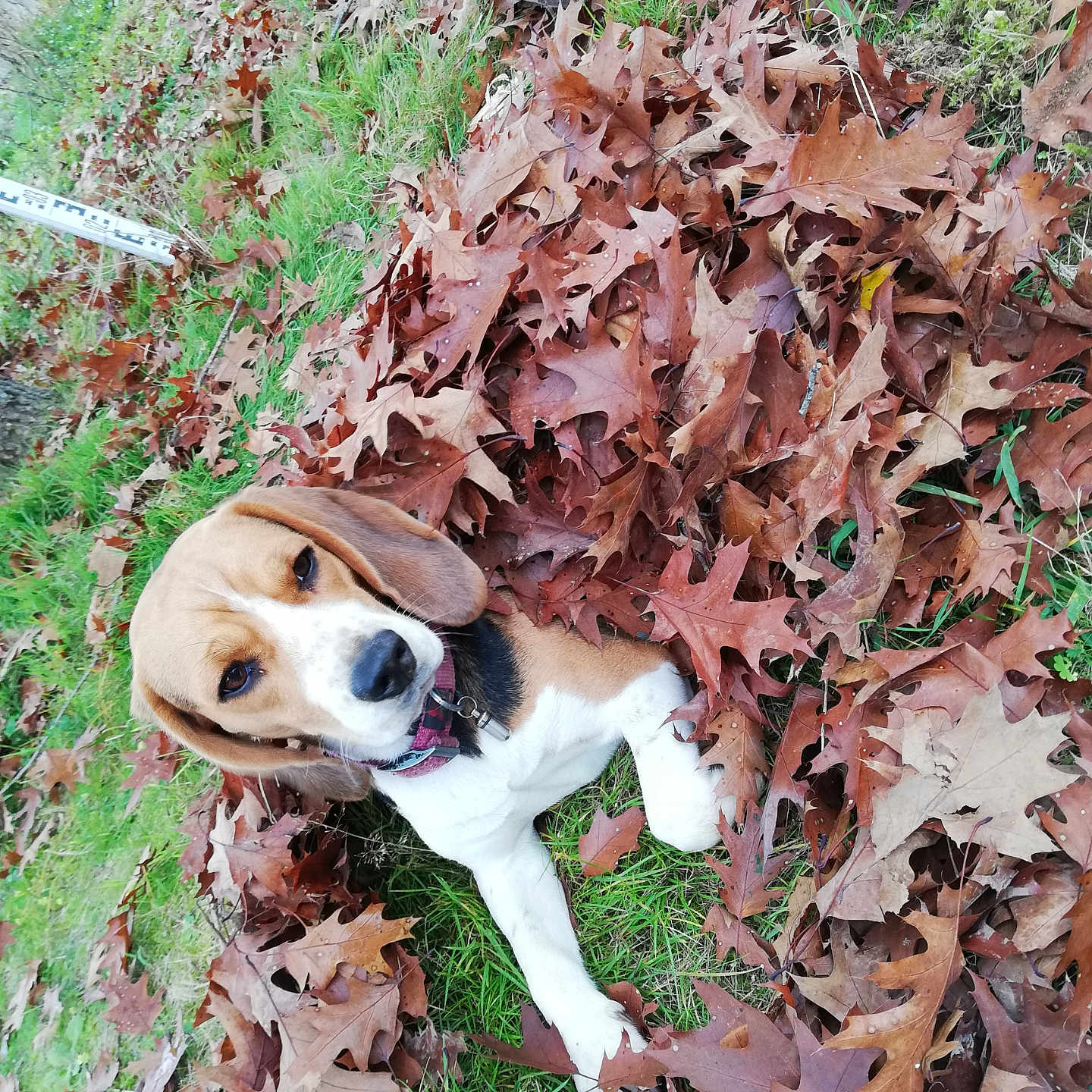 Rina participe au concours pour gagner de l'argent avec cette photo : animal, autumn, beagle, brown, collar, curious, cute, dog, ears, fall, grass, green, leaves, lying_down, nature, outdoor, pet, puppy, white, young