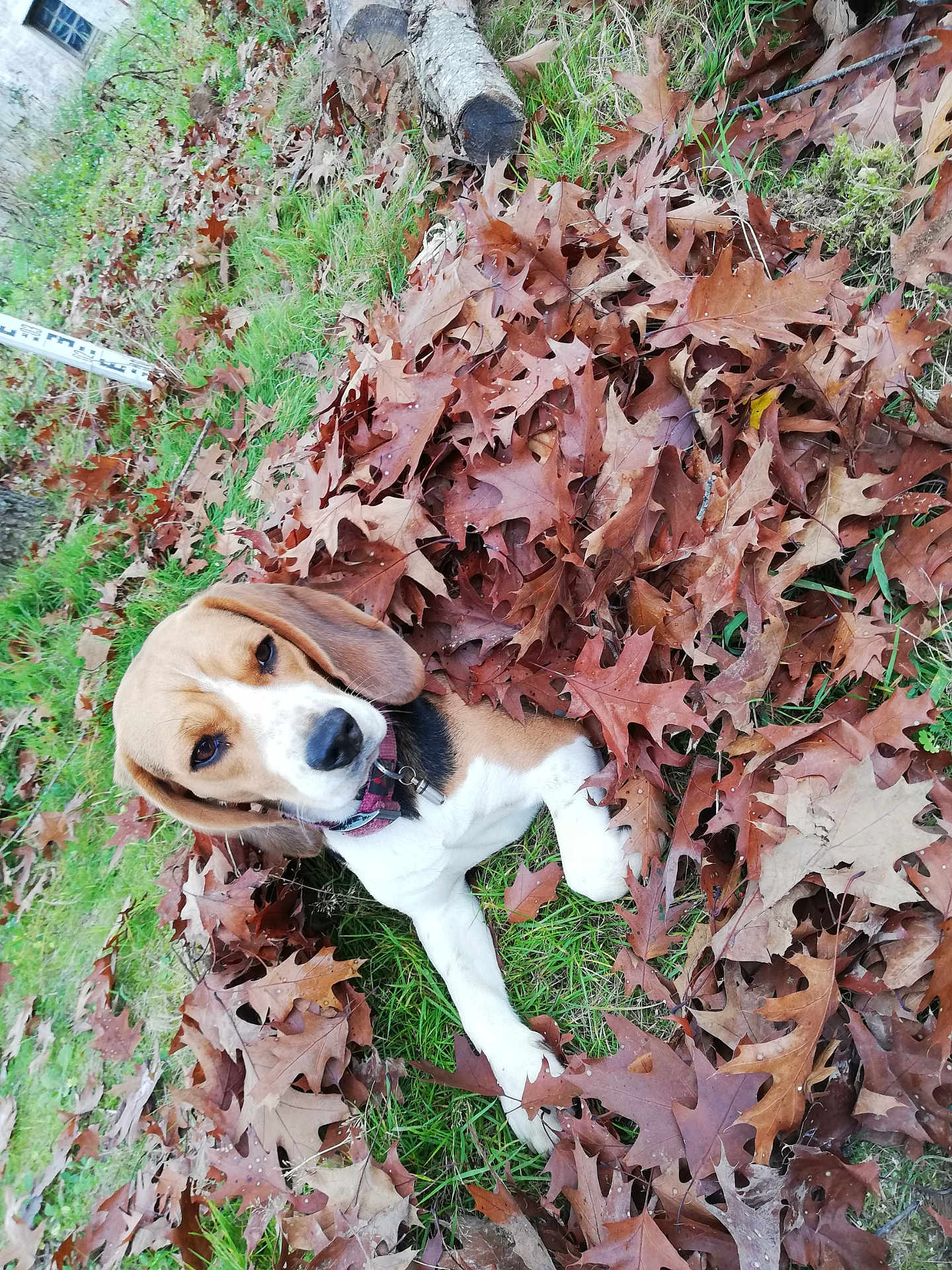 Rina participe au concours pour gagner de l'argent avec cette photo : dog, beagle, puppy, leaves, autumn, grass, outdoor, pet, animal, nature, brown, white, green, ears, collar, cute, young, lying_down, fall, curious