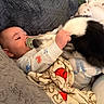 animal, baby, blanket, child, clothing, comfort, cozy, cuddle, cute, dog, face, fur, indoor, infant, love, pacifier, pet, resting, soft, toddler