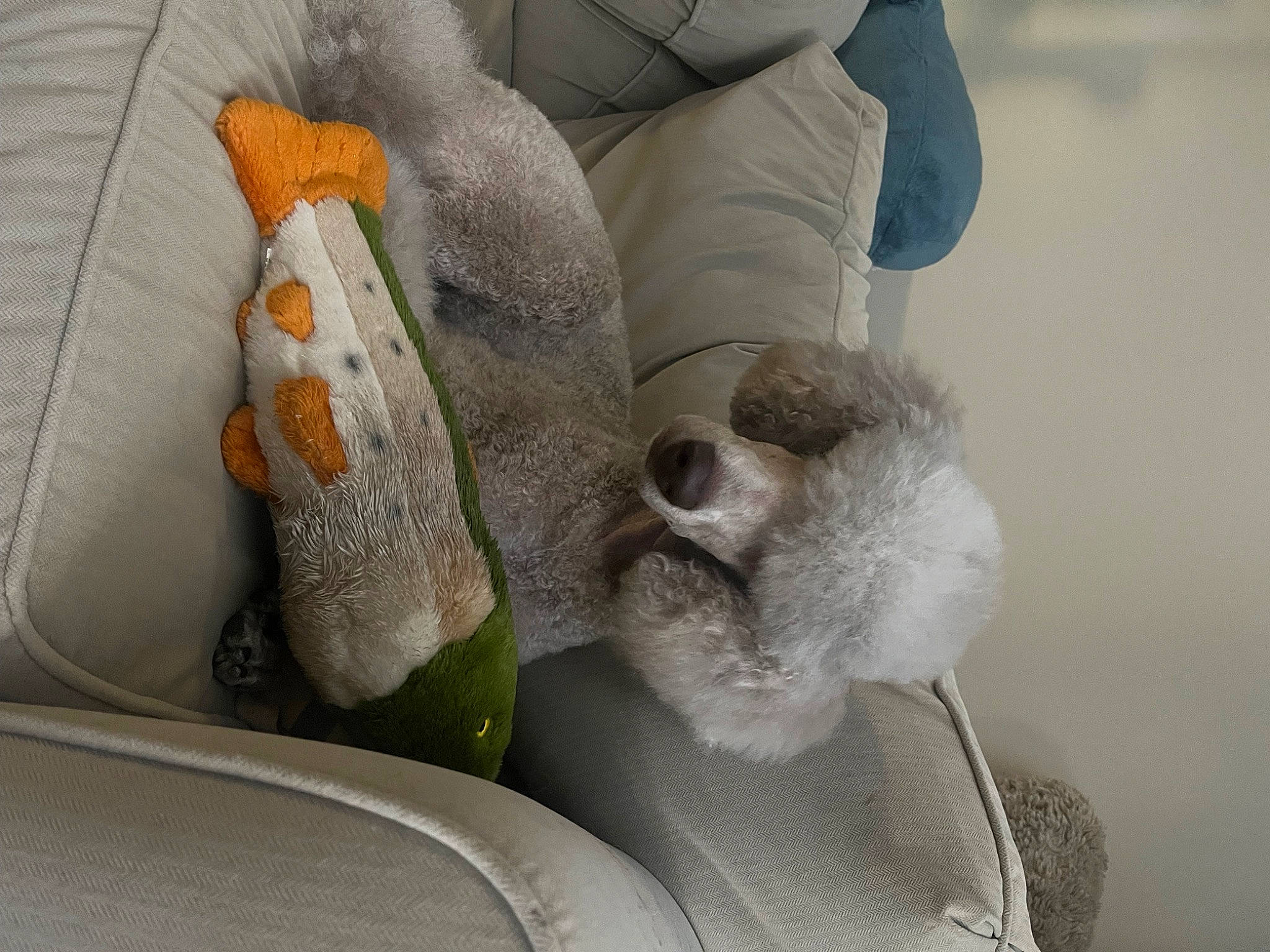 Lyla is registered to the contest to win money with this photo: baby_toys, comfort, fish, fur, linens, plush, room, stuffed_toy, toy, wool