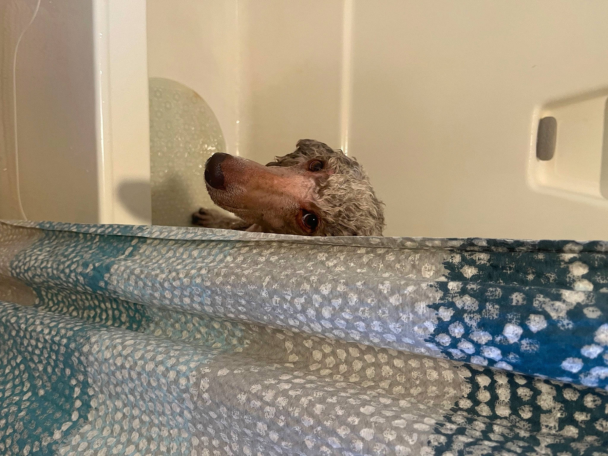 Lyla is registered to the contest to win money with this photo: bed_sheet, bedding, bedroom, carnivore, comfort, companion_dog, dog, dog_breed, fawn, felidae, floor, flooring, fur, grey, linens, room, sporting_group, terrestrial_animal, window, wood