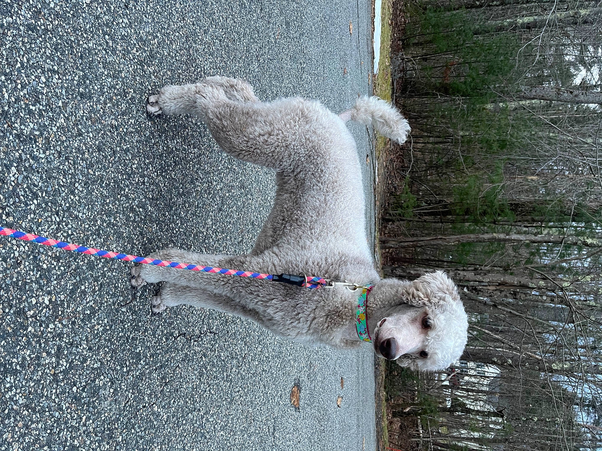 Lyla is registered to the contest to win money with this photo: asphalt, beak, canidae, cement, circle, collar, concrete, dog_breed, font, fur, grey, leash, pattern, rectangle, road_surface, sidewalk, snout, sporting_group, tail, tar
