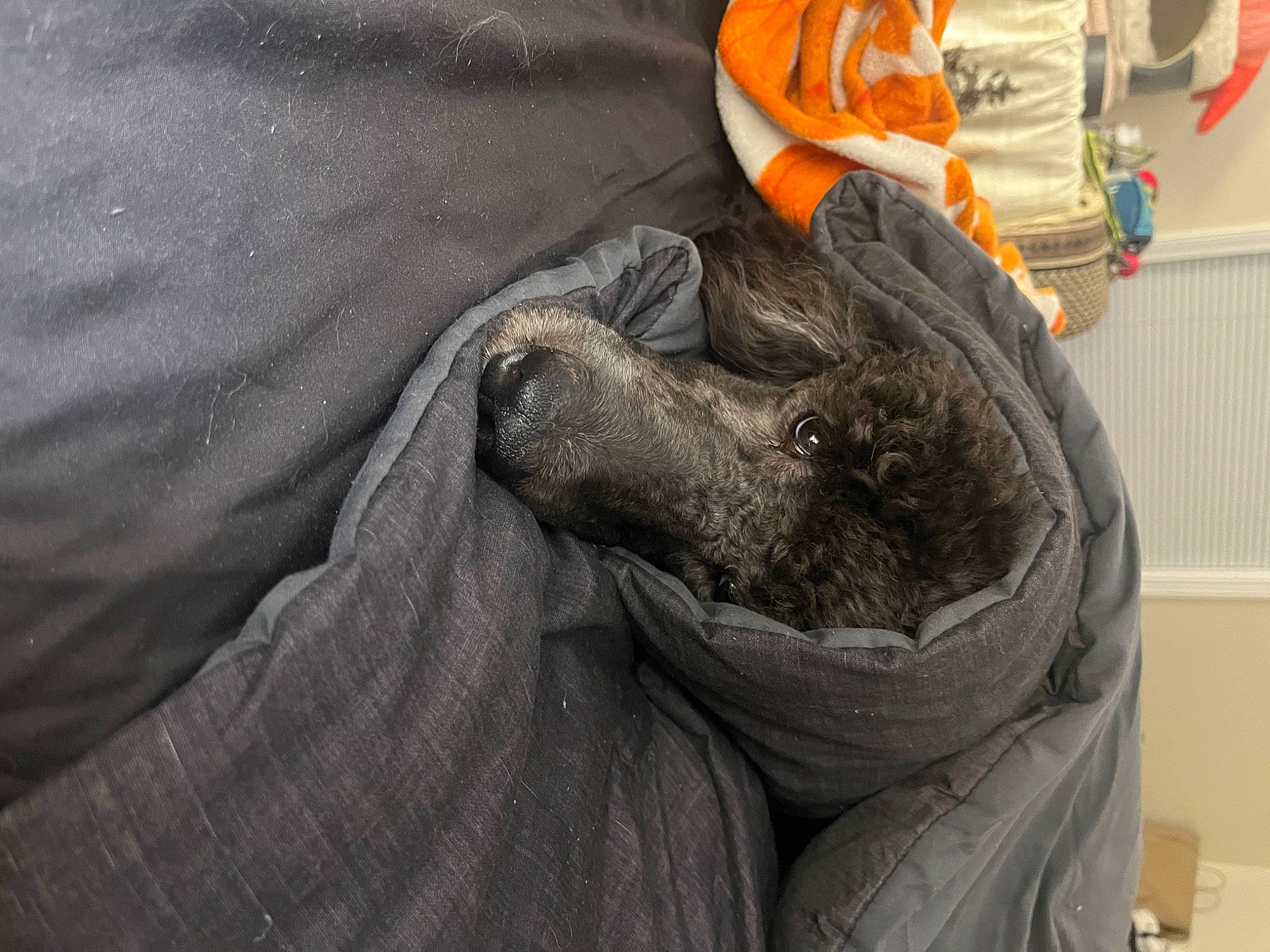 Saichi joined the competition — help win amazing prizes! automotive_tire, comfort, denim, fur, grey, personal_protective_equipment, plastic_bag, safety_glove, snout, sporting_group, terrestrial_animal, wood, wool, working_animal, wrinkle