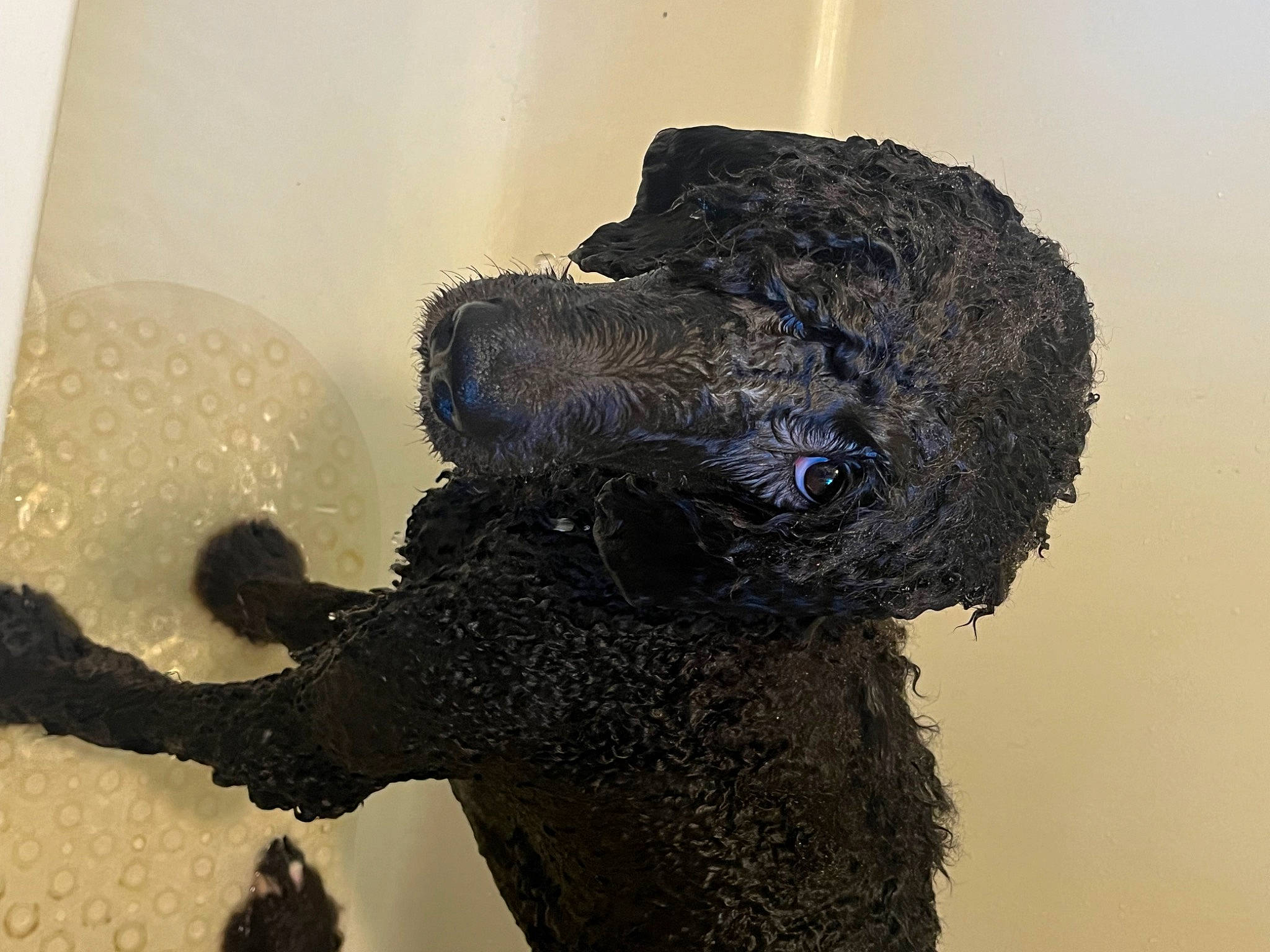 Saichi joined the competition — help win amazing prizes! art, artifact, canidae, dog_breed, fur, shadow, snout, sporting_group, stuffed_toy, terrestrial_animal, toy, visual_arts, wool, working_animal