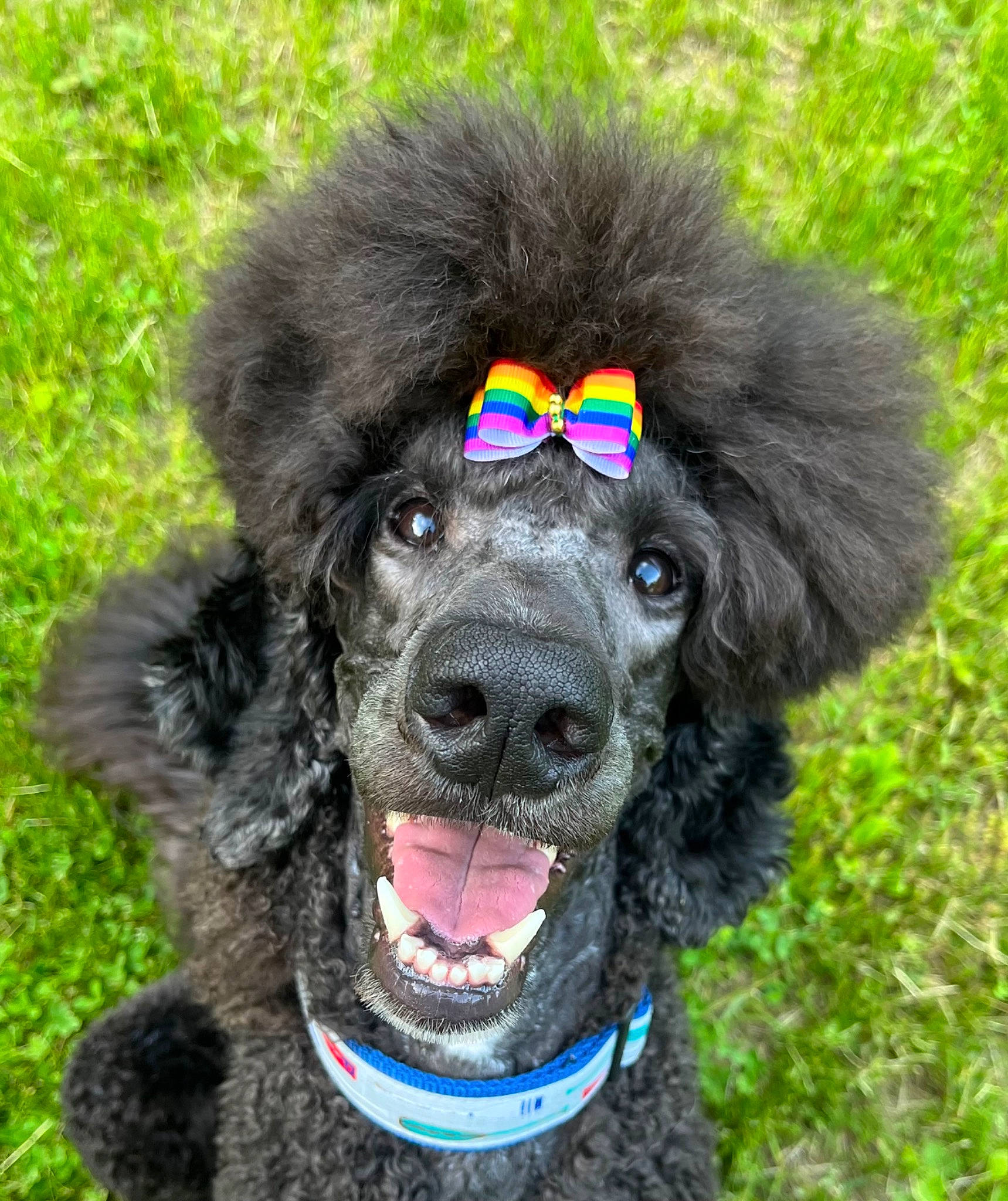 Saichi joined the competition — help win amazing prizes! canidae, carnivore, collar, companion_dog, dog, dog_breed, dog_collar, fur, giant_dog_breed, grass, liver, puppy, snout, sporting_group, standard_poodle, terrier, toy_dog, water_dog, working_animal, working_dog