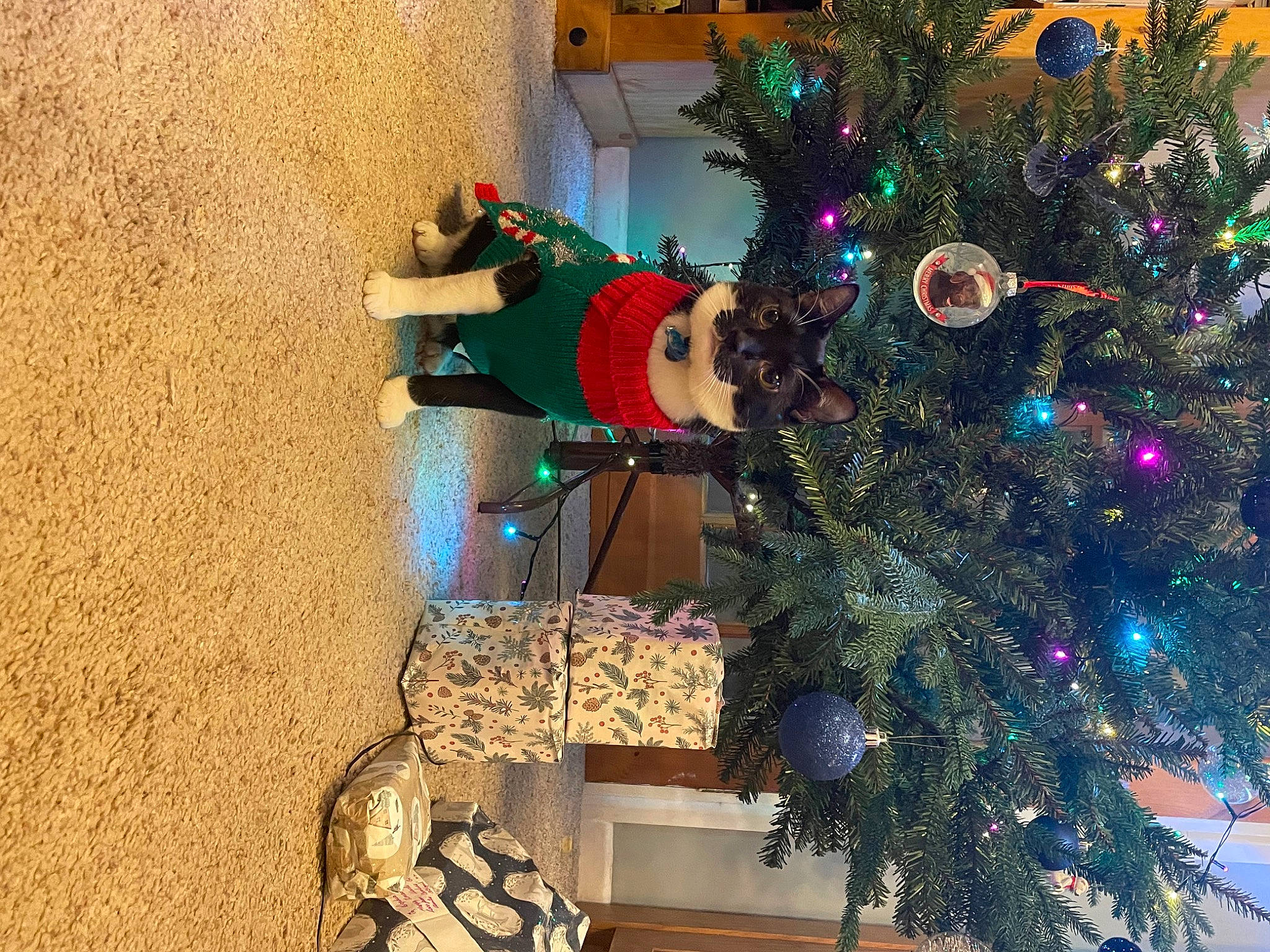 Chester joined the competition — help win amazing prizes! christmas, christmas_decoration, christmas_eve, christmas_ornament, christmas_tree, conifer, decoration, event, evergreen, green, holiday, holiday_ornament, interior_design, ornament, plant, room, tradition, tree, winter, wood