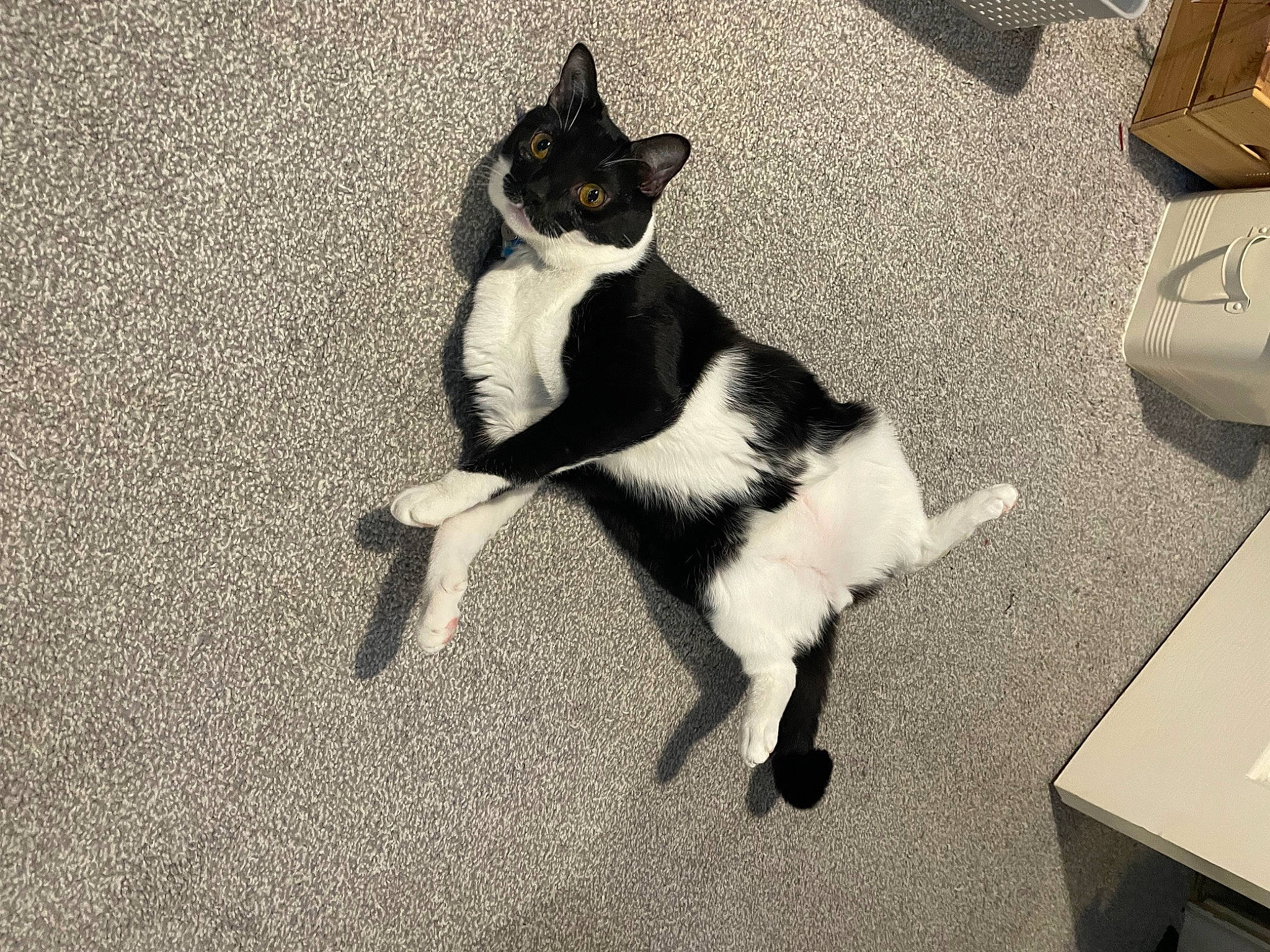 Chester is registered to the contest to win money with this photo: black_cat, carnivore, cat, companion_dog, dog_breed, domestic_short_haired_cat, felidae, flooring, formal_wear, fur, human_leg, mammal, monochrome_photography, paw, shadow, small_to_medium_sized_cats, snout, tail, tints_and_shades, whiskers