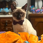 Milo is registered to the contest to win money with this photo: animal, bed, bow_tie, cat, close_up, colorful, cozy, cute, domestic_animal, ears, fur, furniture, home, indoor, orange_blanket, pet, portrait, siamese, table, whiskers