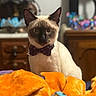 animal, bed, bow_tie, cat, close_up, colorful, cozy, cute, domestic_animal, ears, fur, furniture, home, indoor, orange_blanket, pet, portrait, siamese, table, whiskers