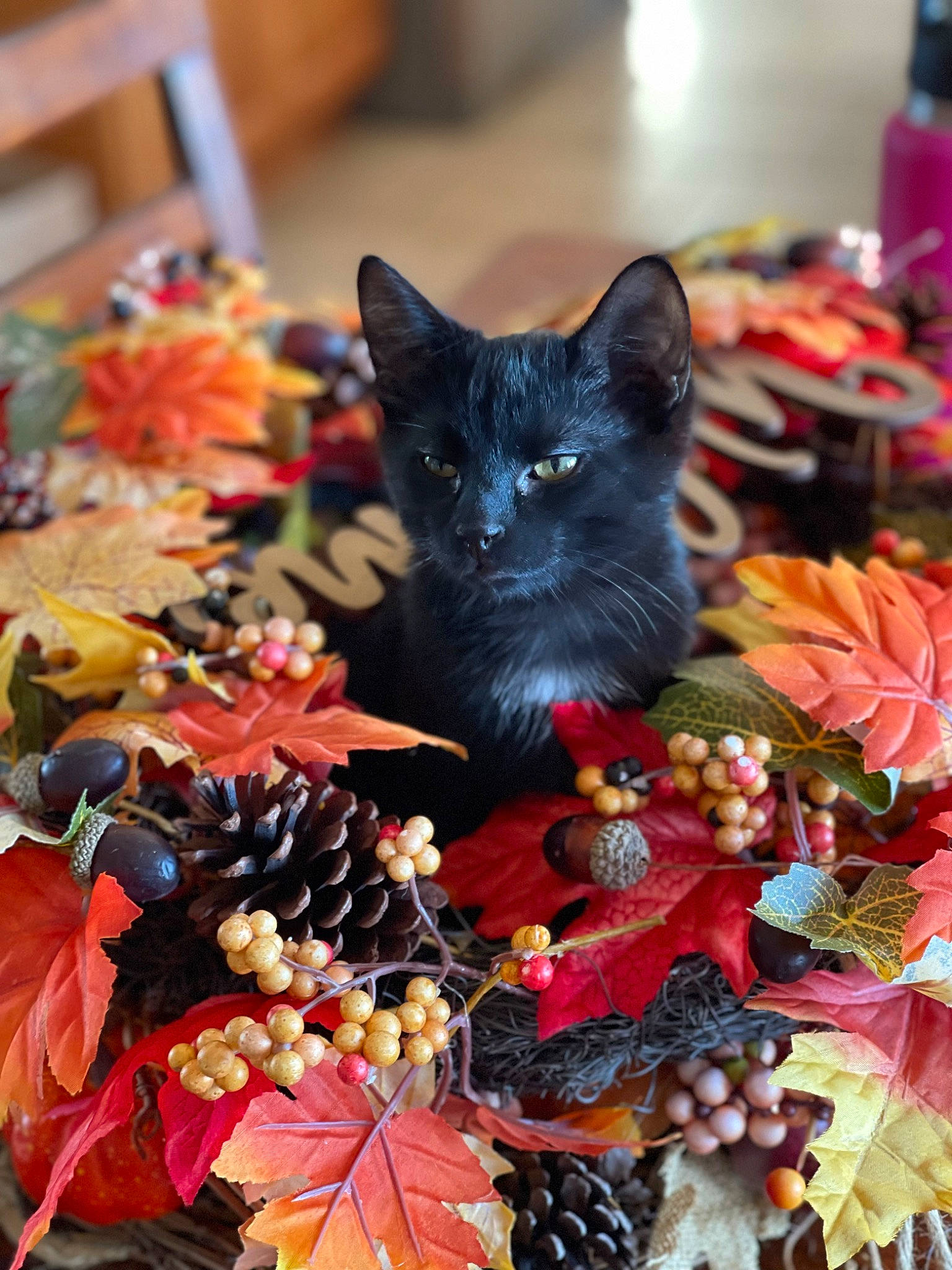 Windsor joined the competition — help win amazing prizes! black_cat, bombay, carnivore, cat, deciduous, domestic_short_haired_cat, event, fawn, felidae, fur, linens, mammal, orange, pattern, petal, plant, small_to_medium_sized_cats, tail, vertebrate, whiskers