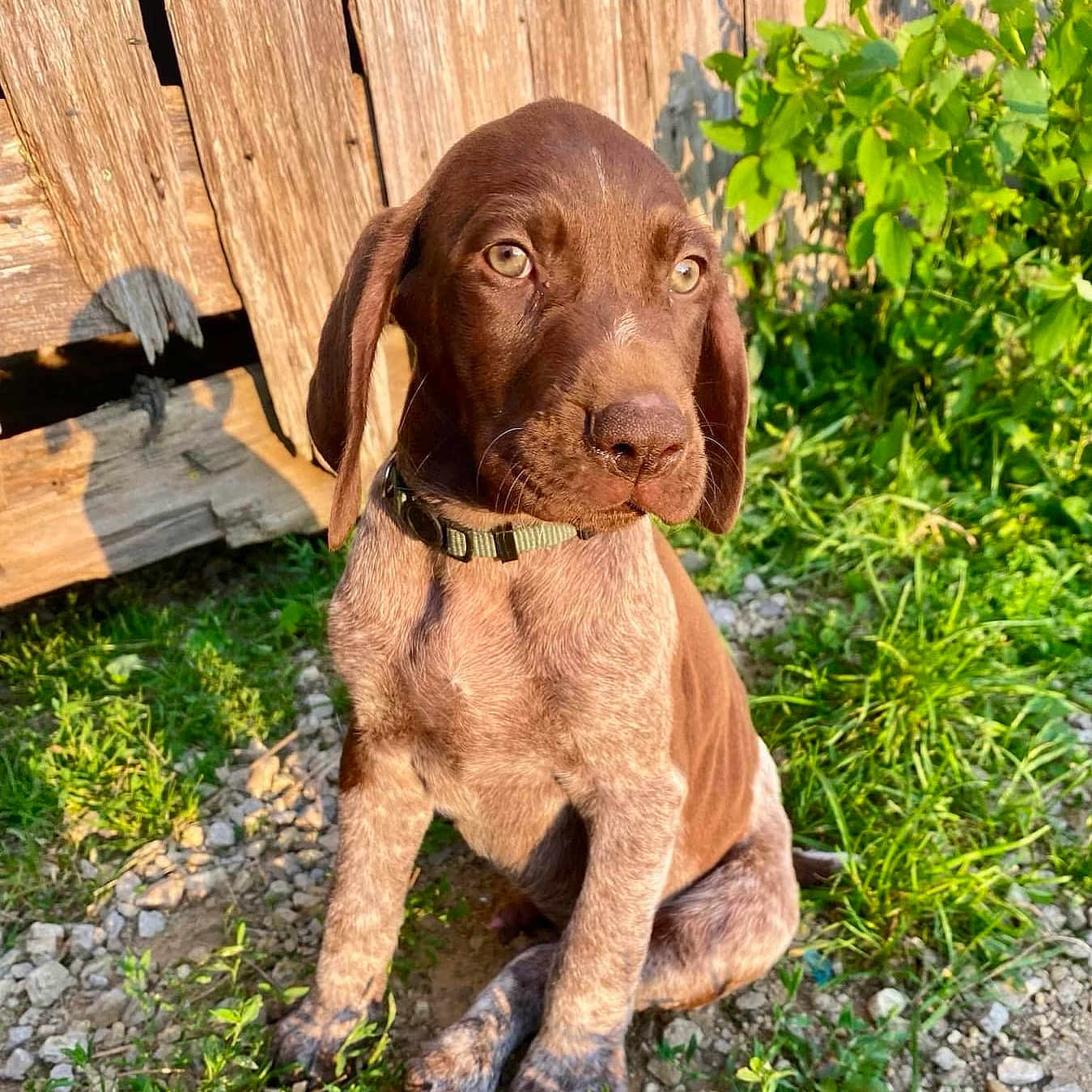 Riker is registered to the contest to win money with this photo: animal, canine, dog, grass, hardwood, herbal, herbs, hound, indoors, interiordesign, labradorretriever, nature, outdoors, pet, plant, pointer, puppy, stainedwood, wood, yard