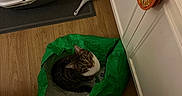 Anchovy joined the competition — help win amazing prizes! cat, cat_face, cat_food_bag, cat_scoop, corner, cozy_spot, curious, domestic, feline, flooring, green_bag, household, indoor, litter_box, looking_up, pet, pet_accessory, plastic_bag, tabby_cat, wooden_floor