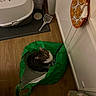 cat, cat_face, cat_food_bag, cat_scoop, corner, cozy_spot, curious, domestic, feline, flooring, green_bag, household, indoor, litter_box, looking_up, pet, pet_accessory, plastic_bag, tabby_cat, wooden_floor