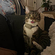 Anchovy is registered to the contest to win money with this photo: bag, blanket, cat, collar, couch, cozy, curious, cute, domestic_animal, ears, feline, furniture, indoor, living_room, pet, plant, sitting, tabby, tongue_out, whiskers