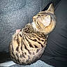 Anchovy joined the competition — help win amazing prizes! animal, blanket, cat, closeup, couch, cozy, dark, ear, feline, fur, indoor, pet, relaxed, resting, sleeping, soft, striped_fur, tabby, texture, whiskers