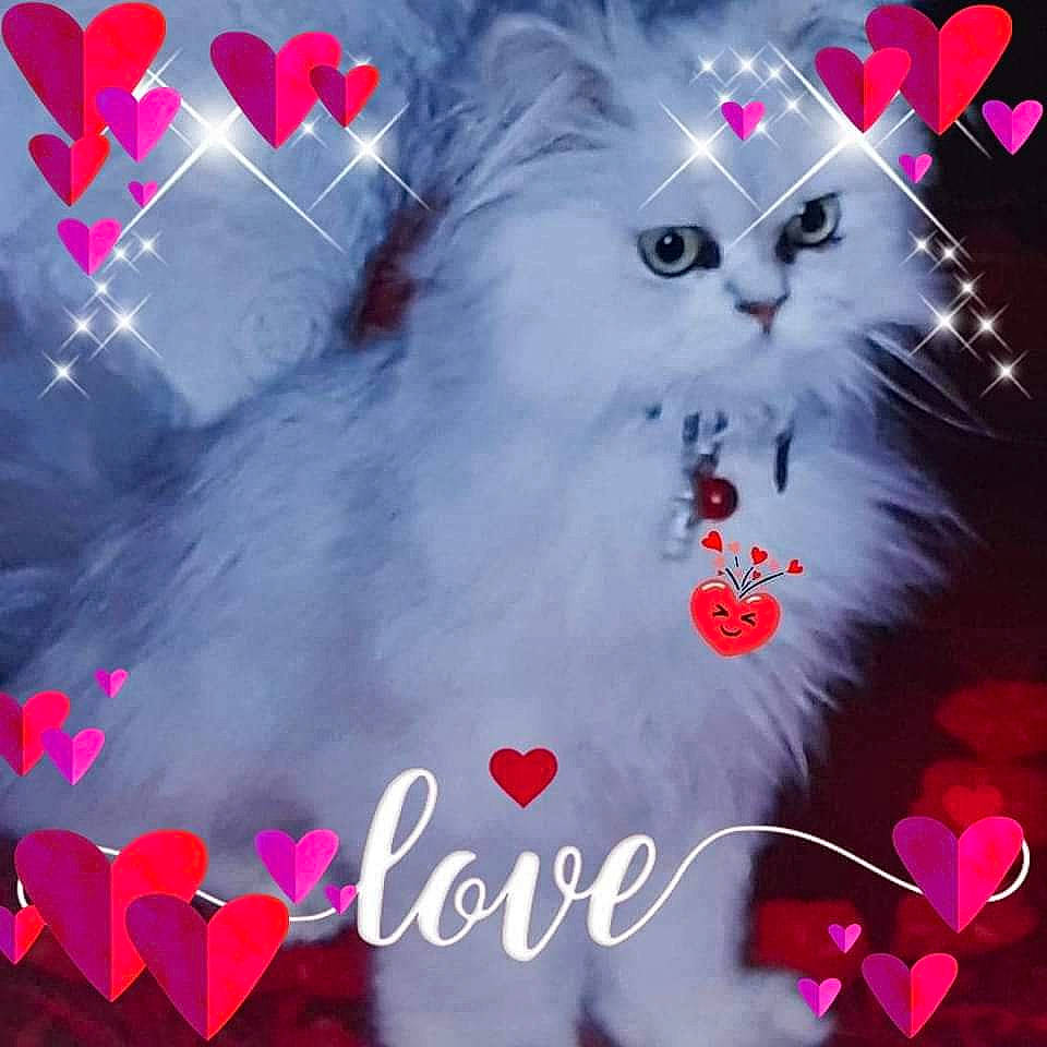 Cally a rejoint le concours — aidez-le/la à gagner de superbes lots ! art, beauty, carnivore, cat, event, felidae, font, gesture, graphics, happy, holiday, light, magenta, organism, pattern, petal, pink, red, small_to_medium_sized_cats, whiskers