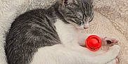Lina participe au concours pour gagner de l'argent avec cette photo : kitten, cat, sleeping, toy, orange_ball, fluffy_blanket, cozy, gray_and_white, pet, animal, cute, resting, feline, domestic_cat, soft_texture, relaxation, indoor, small_animal, peaceful, sleep