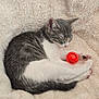 kitten, cat, sleeping, toy, orange_ball, fluffy_blanket, cozy, gray_and_white, pet, animal, cute, resting, feline, domestic_cat, soft_texture, relaxation, indoor, small_animal, peaceful, sleep