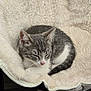 cat, kitten, sleeping, cozy, fluffy, blanket, chair, indoor, pet, fur, cute, resting, domestic_animal, whiskers, pink_nose, animal, small_animal, feline, relaxing, soft