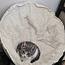 kitten, cat, pet, furry, cute, animal, indoor, chair, plush, cozy, resting, small, gray, white, curious, looking_up, soft, furniture, floor, home