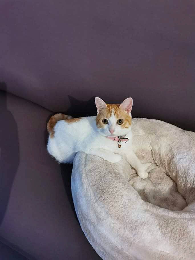 Perle participe au concours pour gagner de l'argent avec cette photo : carnivore, cat, cat_supply, claw, comfort, domestic_short_haired_cat, fawn, felidae, fur, linens, paw, photo_caption, room, sitting, small_to_medium_sized_cats, snout, tail, whiskers, window, wood