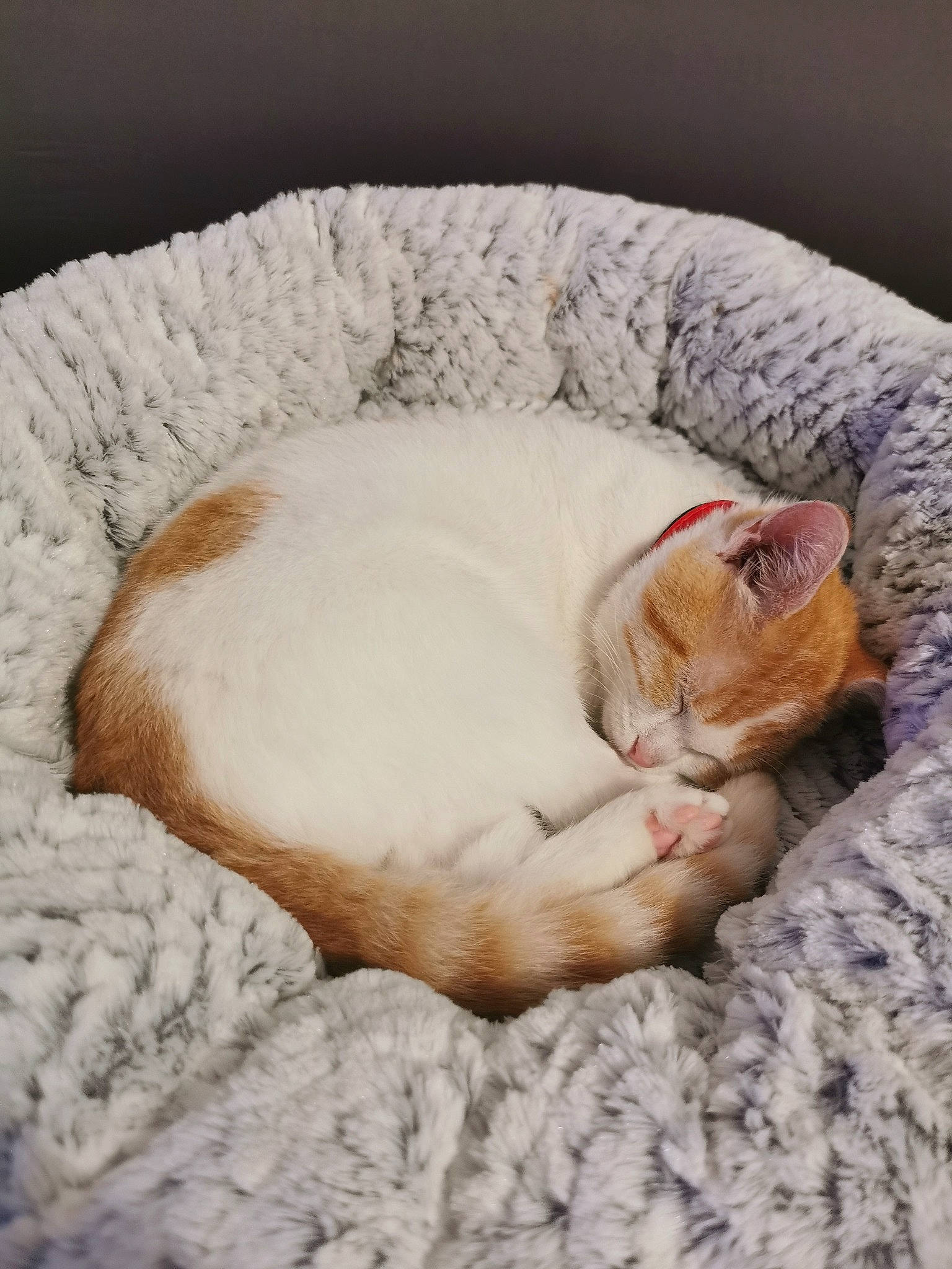 Perle participe au concours pour gagner de l'argent avec cette photo : carnivore, cat, cat_bed, cat_supply, claw, comfort, domestic_short_haired_cat, fawn, felidae, fur, linens, nap, paw, small_to_medium_sized_cats, snout, tail, vertebrate, whiskers, window, wool