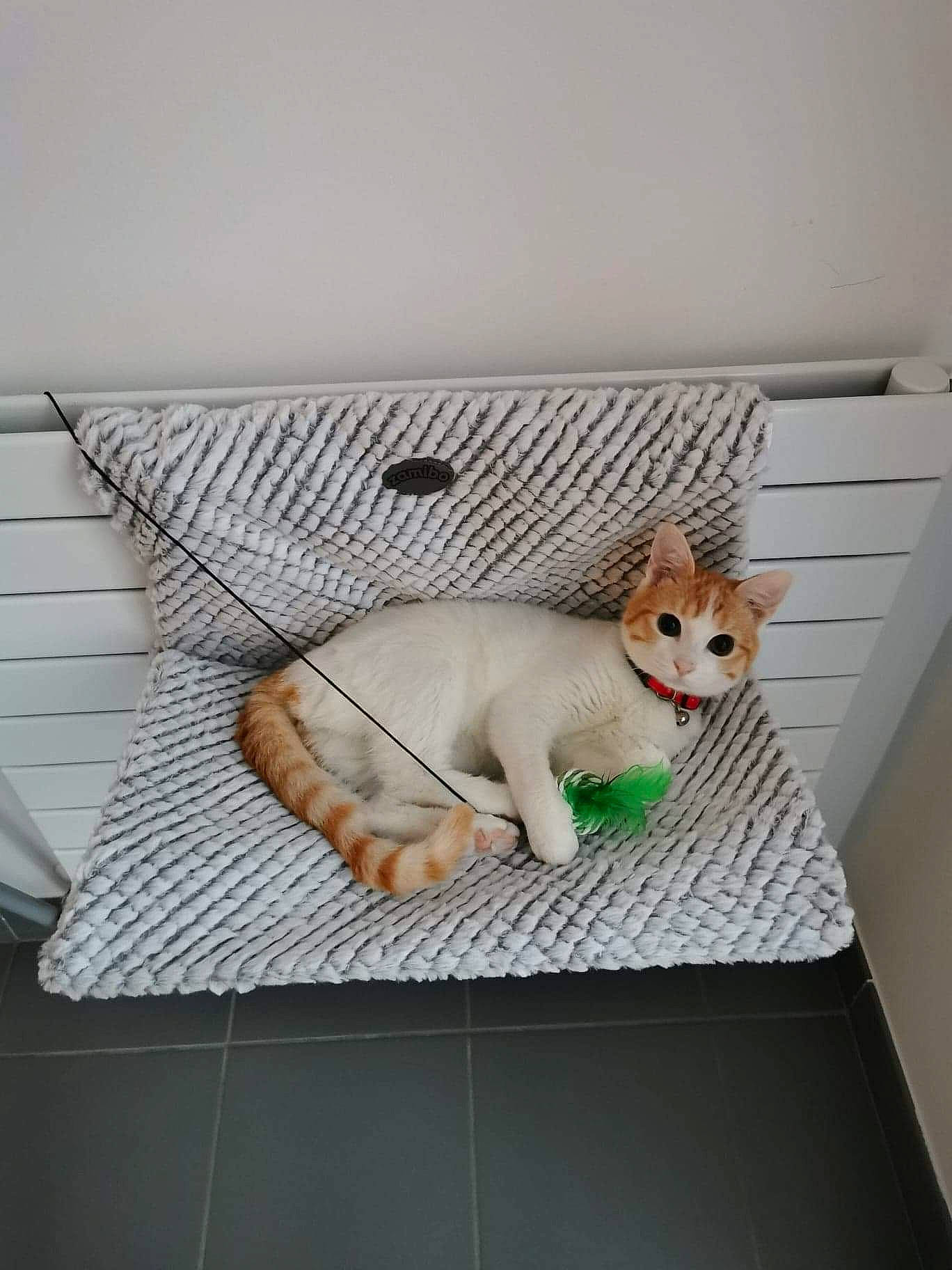Perle participe au concours pour gagner de l'argent avec cette photo : canidae, carnivore, comfort, companion_dog, dog_breed, fawn, felidae, flooring, linens, paw, pet_supply, rectangle, room, small_to_medium_sized_cats, snout, sporting_group, stuffed_toy, tail, whiskers, wood