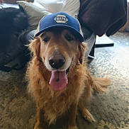 Susan joined the competition — help win amazing prizes! animal, blue_cap, canine, cap, carpet, cozy, cute, dog, domestic, friendly, fur, golden_retriever, home, indoor, looking_at_camera, pet, portrait, sitting, tongue, tongue_out