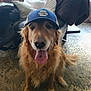 animal, blue_cap, canine, cap, carpet, cozy, cute, dog, domestic, friendly, fur, golden_retriever, home, indoor, looking_at_camera, pet, portrait, sitting, tongue, tongue_out