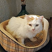 Marc Moulin a rejoint le concours — aidez-le/la à gagner de superbes lots ! cat, pet_bed, plaid, white_cat, orange_spots, furry, indoor, vase, dried_flowers, textured_wall, cozy, animal, domestic, resting, cute, looking, small, comfort, home_decor, feline