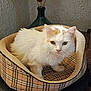 cat, pet_bed, plaid, white_cat, orange_spots, furry, indoor, vase, dried_flowers, textured_wall, cozy, animal, domestic, resting, cute, looking, small, comfort, home_decor, feline