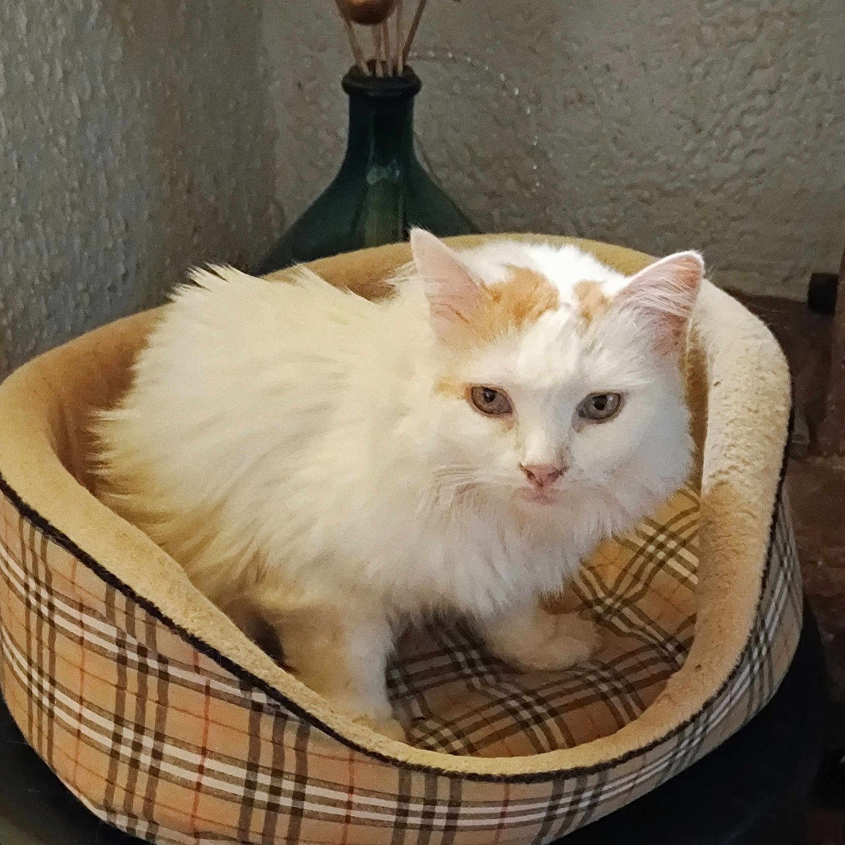 Marc Moulin a rejoint le concours — aidez-le/la à gagner de superbes lots ! animal, cat, comfort, cozy, cute, domestic, dried_flowers, feline, furry, home_decor, indoor, looking, orange_spots, pet_bed, plaid, resting, small, textured_wall, vase, white_cat