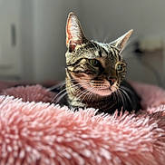 Milo a rejoint le concours — aidez-le/la à gagner de superbes lots ! animal, bed, blurred_background, cat, closeup, cozy, ears, feline, fluffy, fur, indoors, natural_light, pet, pink, portrait, relaxed, resting, soft, tabby, whiskers