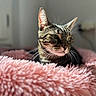 animal, bed, blurred_background, cat, closeup, cozy, ears, feline, fluffy, fur, indoors, natural_light, pet, pink, portrait, relaxed, resting, soft, tabby, whiskers