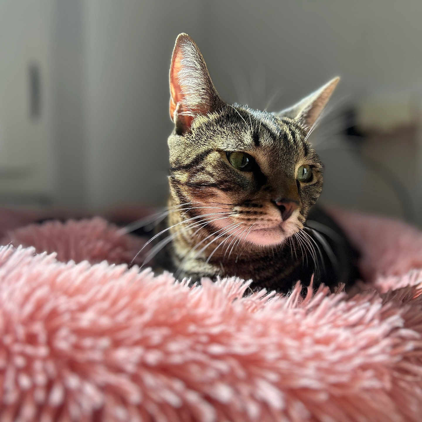 Milo