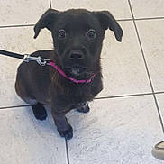 Lilou participe au concours pour gagner de l'argent avec cette photo : puppy, dog, black_dog, pet, collar, leash, floor, tile_floor, indoor, looking_up, young_dog, animal, canine, cute, small_dog, sitting, ears, whiskers, curious, adorable