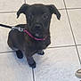 puppy, dog, black_dog, pet, collar, leash, floor, tile_floor, indoor, looking_up, young_dog, animal, canine, cute, small_dog, sitting, ears, whiskers, curious, adorable