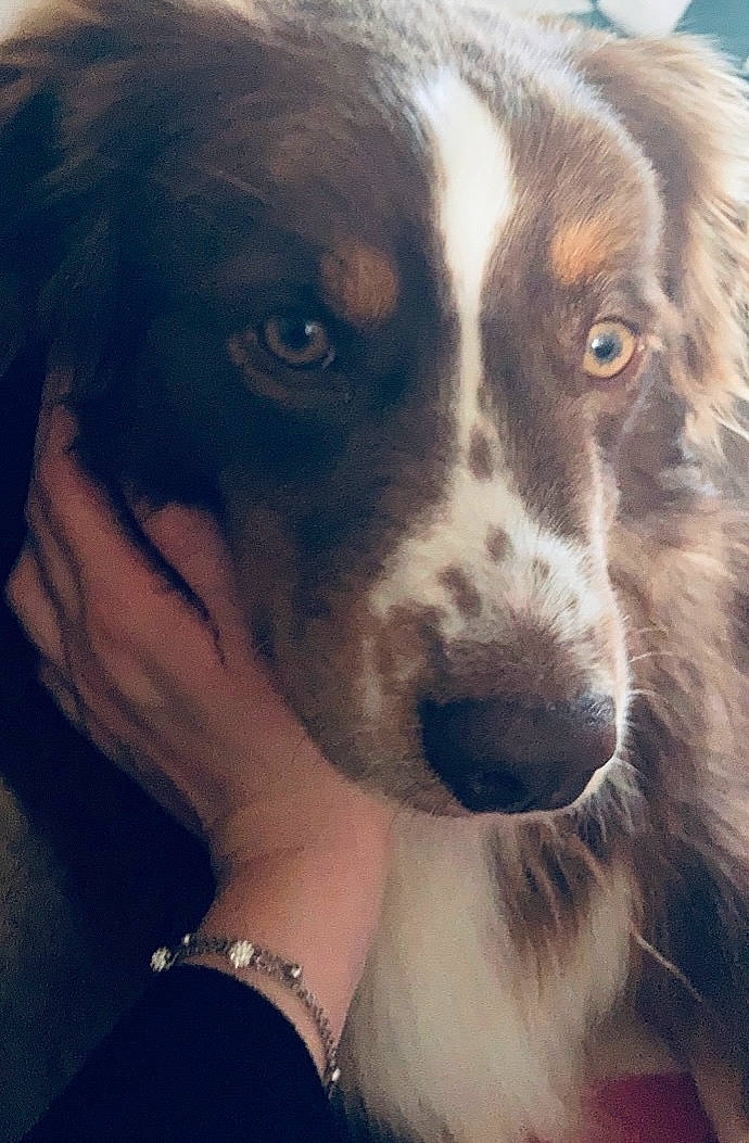 Choco participe au concours pour gagner de l'argent avec cette photo : bracelet, canidae, carnivore, companion_dog, dog, dog_breed, fur, gun_dog, jewellery, liver, snout, spaniel, sporting_group, tints_and_shades, whiskers, working_animal, working_dog