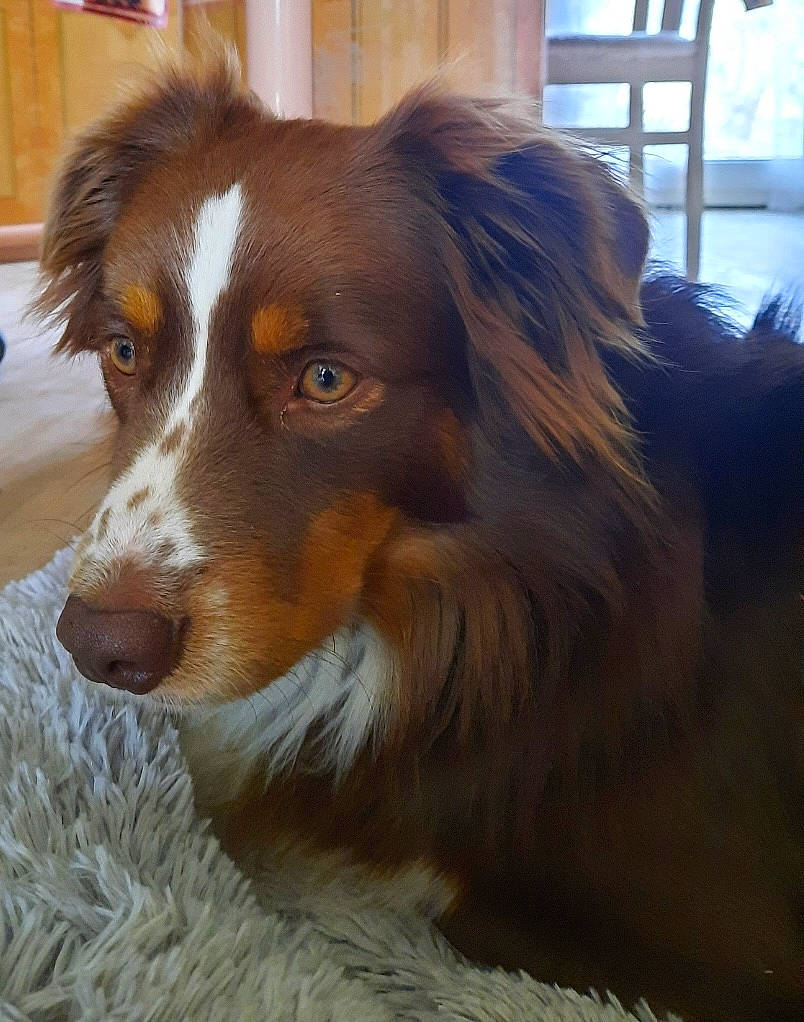 Choco a rejoint le concours — aidez-le/la à gagner de superbes lots ! australian_collie, canidae, carnivore, companion_dog, dog, dog_breed, fur, herding_dog, liver, snout, sporting_group, terrestrial_animal, whiskers, window, working_animal, working_dog