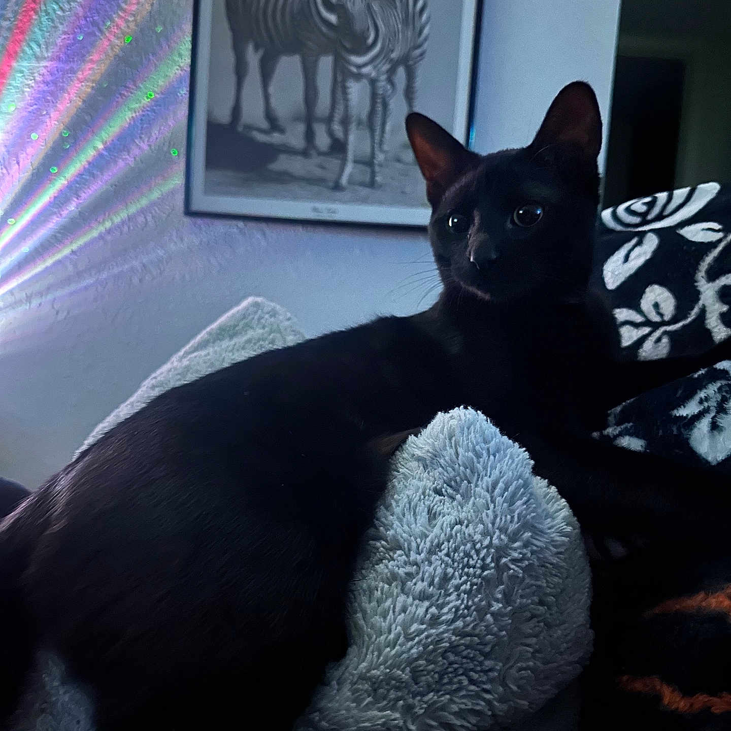 Beetlejuice is registered to the contest to win money with this photo: animal, architecture, art, bed, bedroom, blackcat, blanket, canine, cat, couch, cushion, egyptiancat, furniture, homedecor, indoors, interiordesign, kitten, painting, pet, room