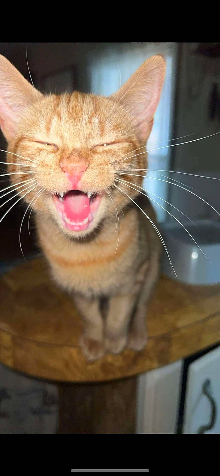 Fluffy is registered to the contest to win money with this photo: abyssinian, animal, bodypart, cat, closet, cupboard, face, furniture, head, kitten, manx, mouth, person, pet, photography, portrait, table, teeth, tongue, wood