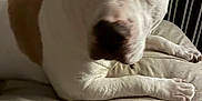 Angel Kraft joined the competition — help win amazing prizes! dog, pet, bed, white, brown, indoor, resting, animal, canine, fur, closeup, paw, ears, snout, relaxed, domestic, sleepy, furniture, blanket, comfort