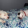 Angel Kraft is registered to the contest to win money with this photo: dog, bed, blanket, indoor, sleeping, resting, white_dog, red_eye, patterned_bedspread, collar, animal, pet, domestic_animal, two_dogs, relaxing, face, lying_down, comfort, cute, canine