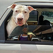 Angel Kraft joined the competition — help win amazing prizes! dog, white_dog, car, car_window, vehicle, pet, animal, outdoor, reflection, person_reflection, daytime, collar, parking_lot, building, side_view, window, door, leisure, looking, friendly