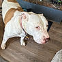 Angel Kraft joined the competition — help win amazing prizes! dog, pet, white_dog, brown_spots, collar, indoor, floor, wooden_floor, fireplace, decorations, mantel, curious, looking_away, close_up, domestic, animal, canine, floor_rug, home, interior